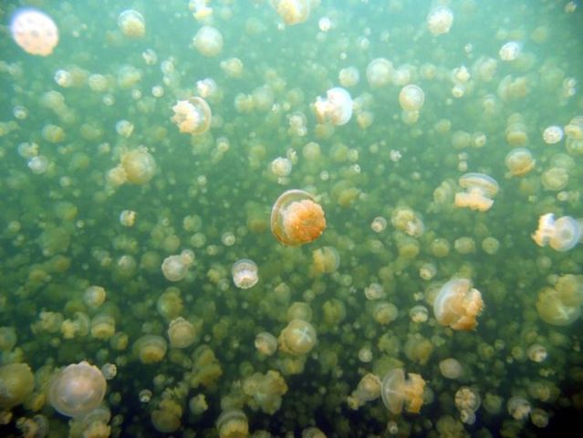 palau 09 Swim among thousands of Jellyfish