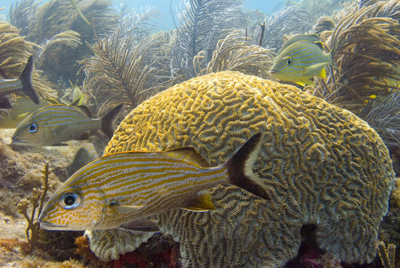 aquarium%20contest4 Mote Aquarium Reef Photo Contest