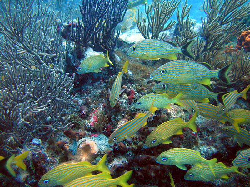 aquarium%20contest5 Mote Aquarium Reef Photo Contest