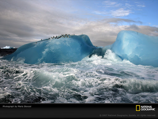 penguins in antarctica. Chinstrap penguins (Pygoscelis