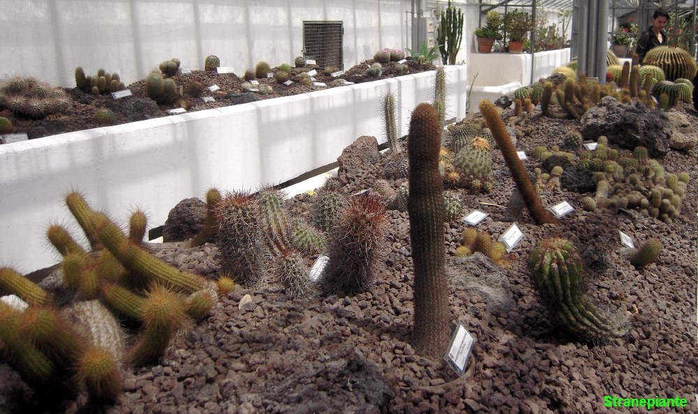 [panoramicaortobotanicoroma2.jpg]