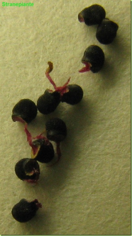 seed Lophophora peyote