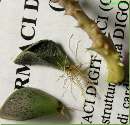 Lenophyllum guttatum e Orbea talee