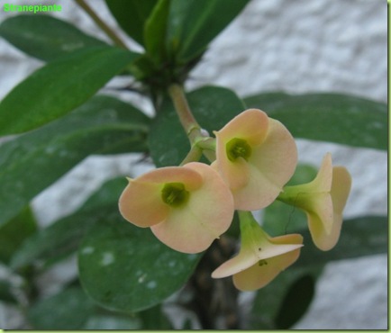 Euphorbia milii 2
