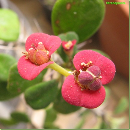 Euphorbia milii 3