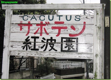 cacutus