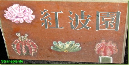 cartello dipinto giappone cactus