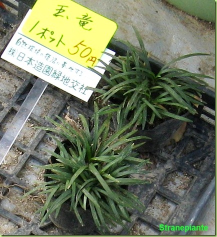 pianta giappone Himenji