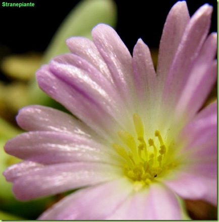 foto-fiore-Conophytum-chauviniae
