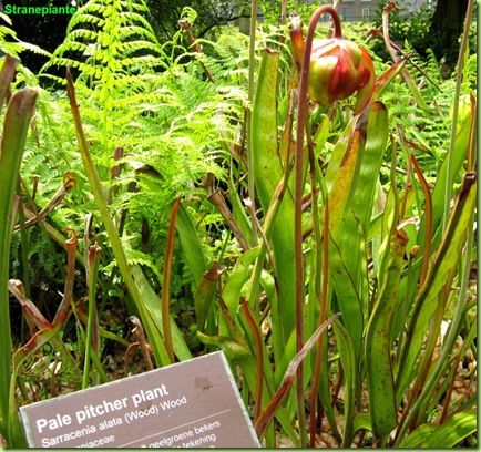 Sarracenia alata wood pale pitcher plant