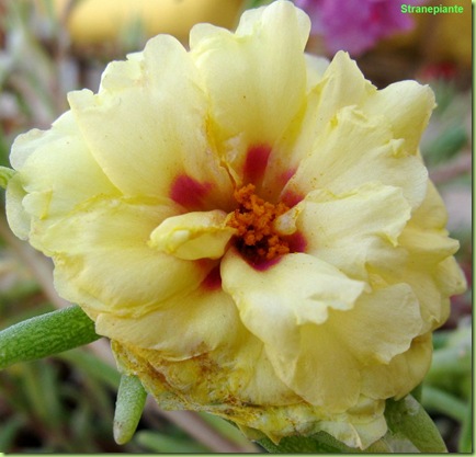 portulaca-grandiflora-fiore-giallo