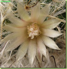 fiore Mammillaria bocasana