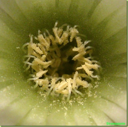 setiechinopsis mirabilis polline