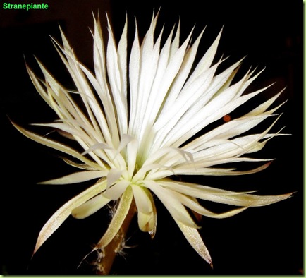 setiechinopsis mirabilis foto fiore