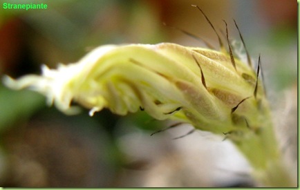 setiechinopsis mirabilis bocciolo