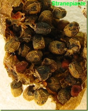 frutto-semi-rebutia-pygmaea