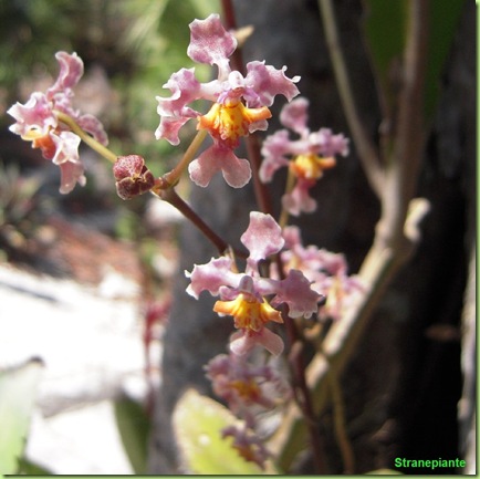 orchidea-giardino-botanico-riviera-maya