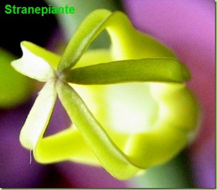 Ceropegia Dichotoma fiore gabbia