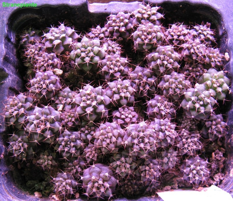 [18 giugno 2009 Gymnocalycium semina[3].jpg]