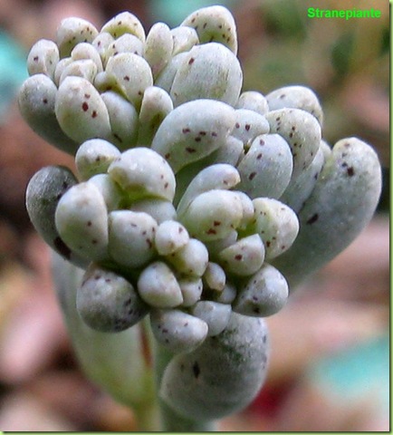 Lenophyllum guttatum infiorescenza (2)