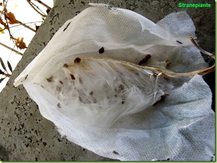 orbea-variegata-follicolo-semi