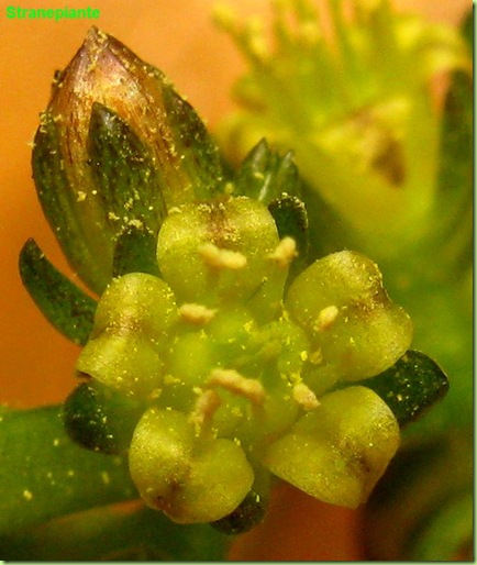 Lenophyllum reflexum fioritura