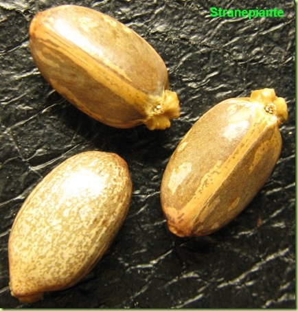 jatropa seed