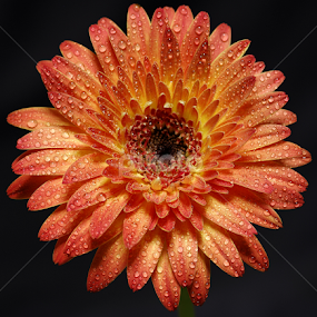 gerbera by Carmelo Parisi - Flowers Single Flower