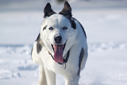 Our dogs - jämthund - swedish elkhound