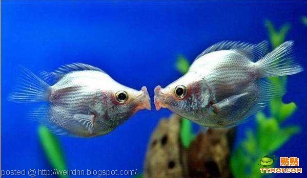 [fish kiss[5].jpg]