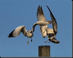 i1 cc 78 Ring-billed Gulls