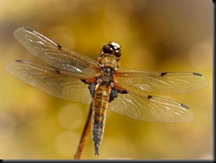 N2-_male_4-spotted_chaser_selected_for_International