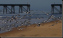 Oystercatchers Taking Flight