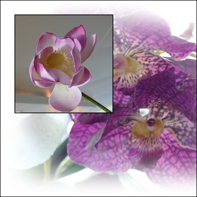 [orchid layer[3].jpg]