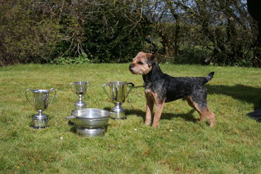 Badgerbeck%20Percy%20with%20his%20BIS%20trophies%2C%202%20from%20the%20BTC%20and%201%20each%20from%20Yorks%2C%20Lancs%20%26%20Cheshire%20BTC%20and%20East%20Anglia%20BTC..jpg