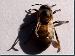 Deformed Wing Virus