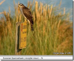 sparrowHawk
