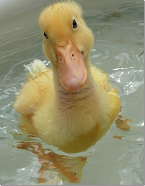 smiling_duckling