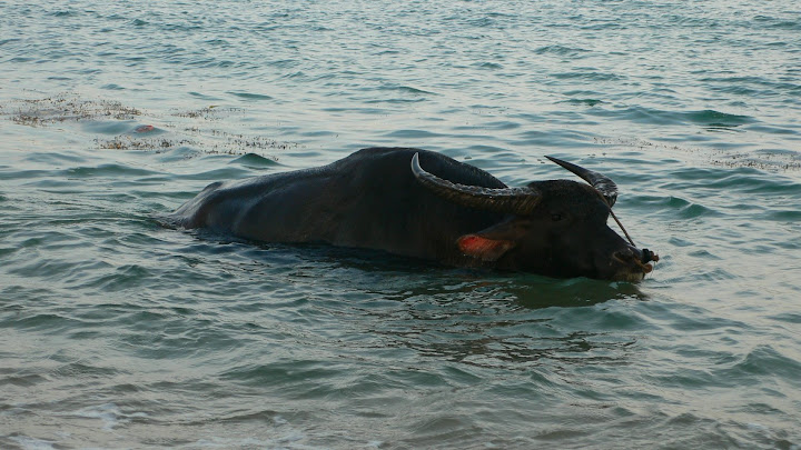 P1100479.JPG
