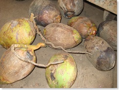 Goan coconuts with Mites