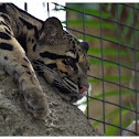 The clouded leopard