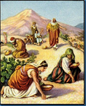 Gathering Manna Exodus 16:14-31