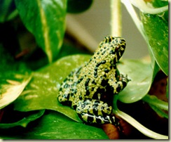 fire_belly_toad