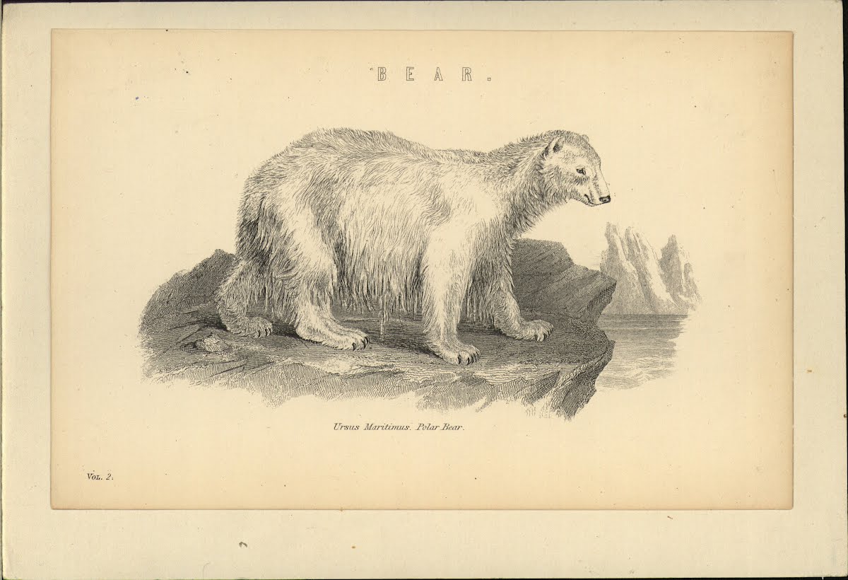 Zoo Bears Polar — Google Arts &amp; Culture