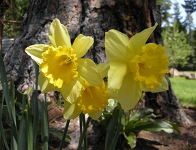 daffodils at last at Rocky Point