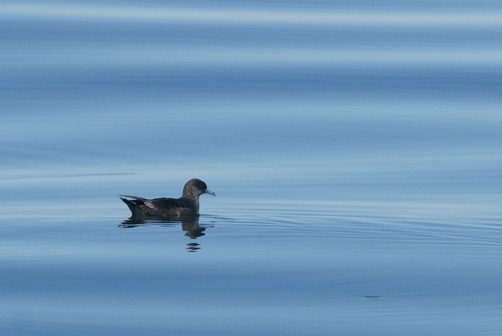 [14_2_Pelagic (20)[3].jpg]