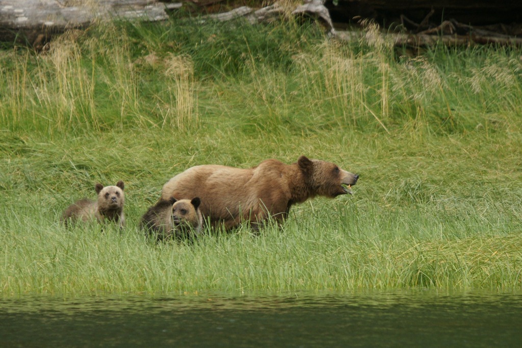 [19_03_Bears (10)[3].jpg]