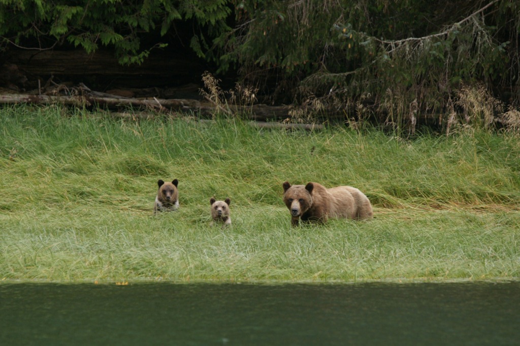 [19_03_Bears (3)[3].jpg]