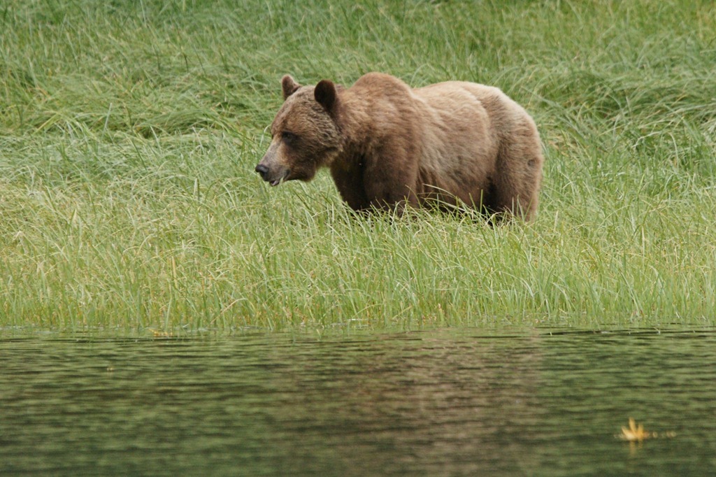 [19_03_Bears (7)[3].jpg]