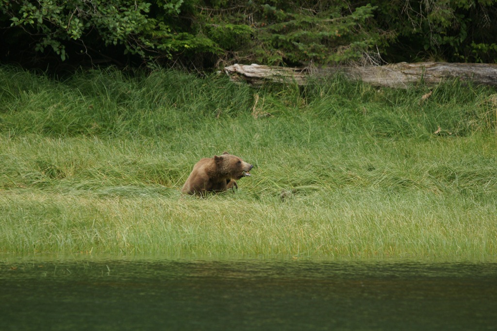 [19_03_Bears (9)[3].jpg]